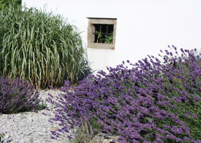 Mediterran: Lavendel
