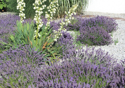 Mediterran: Lavendel und Yucca