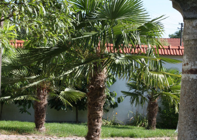 Palmen im Garten