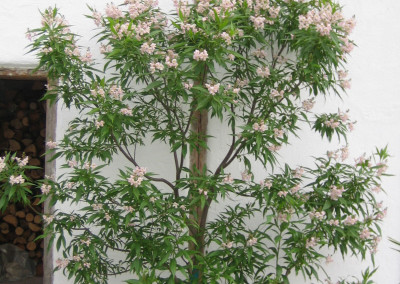 Blühender Baum-Oleander