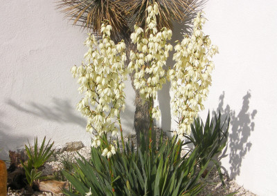 Blühende Yucca